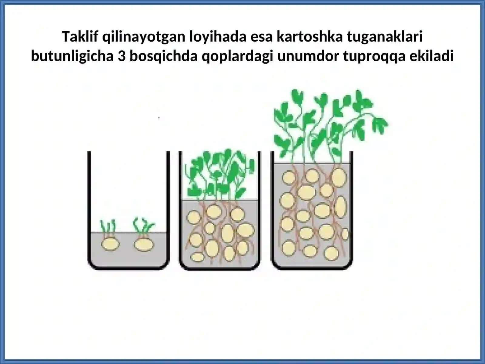 KARTOSHKANI QOPLARDA YETISHTIRISH VA SUG’ORISH TEXNOLOGIYASI 3