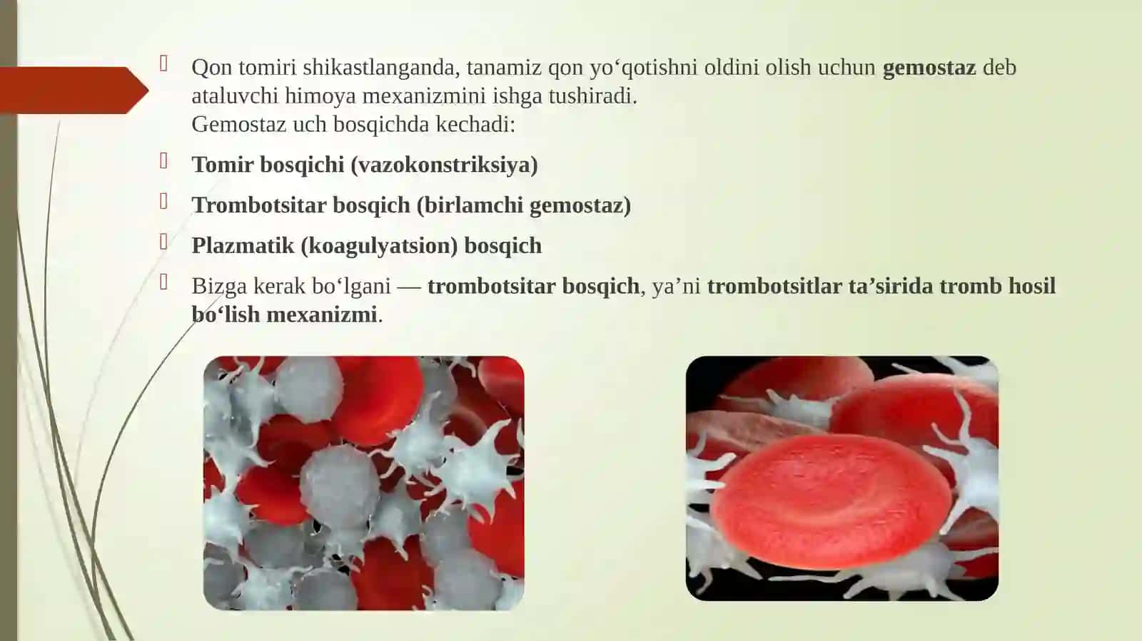 Trombotsitlarning gemostazdagi rolivatromb hosil bo‘lish jarayoni 3