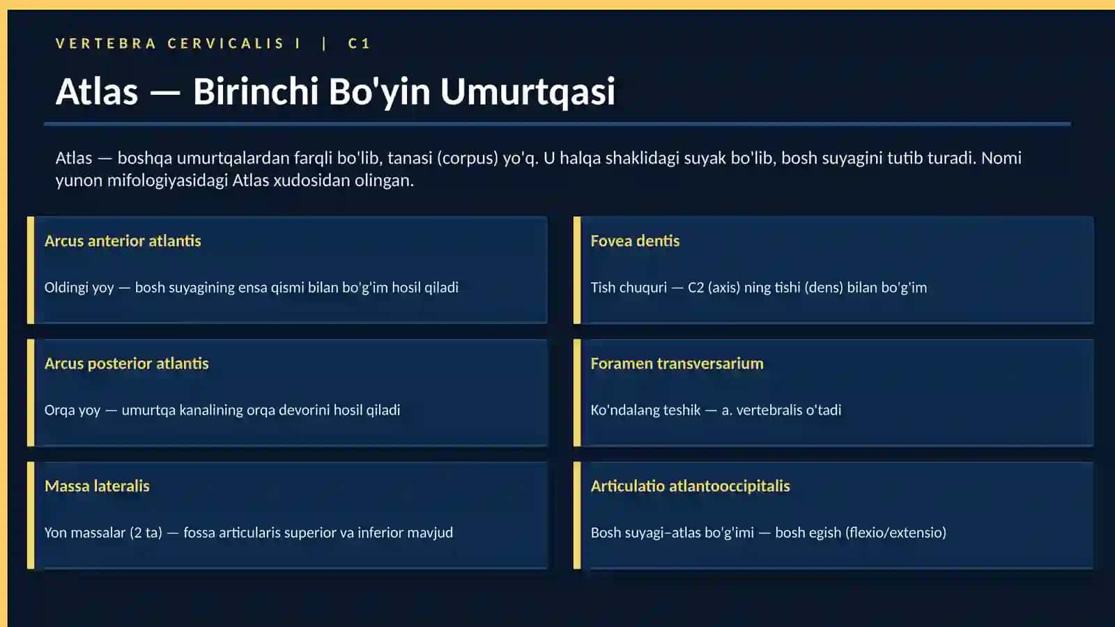Umurtqa pog'onasi va Ko'krak qafasi Lotincha terminologiya 3