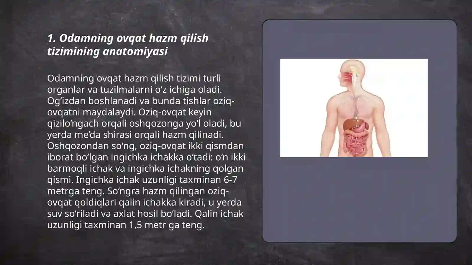 Odaming ovqat hazm qilish sistemasi 3