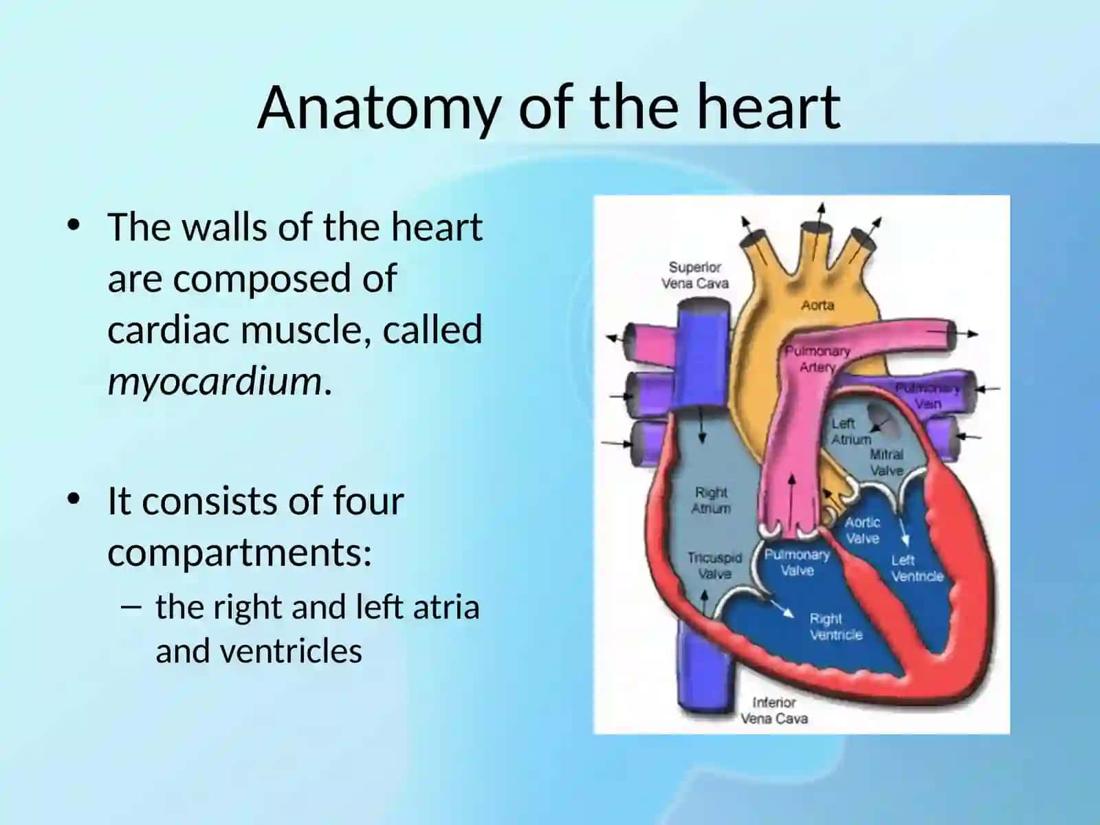 Anatomy of the heart 3