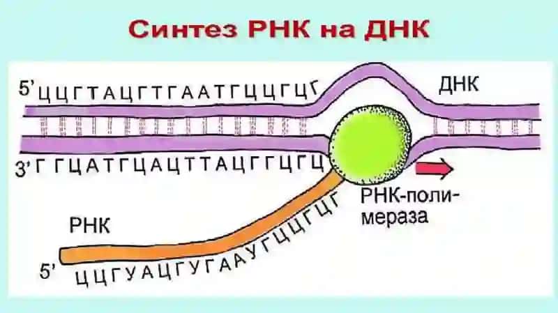 RNK turlari va uning oqsil biosintezidagi roli 3
