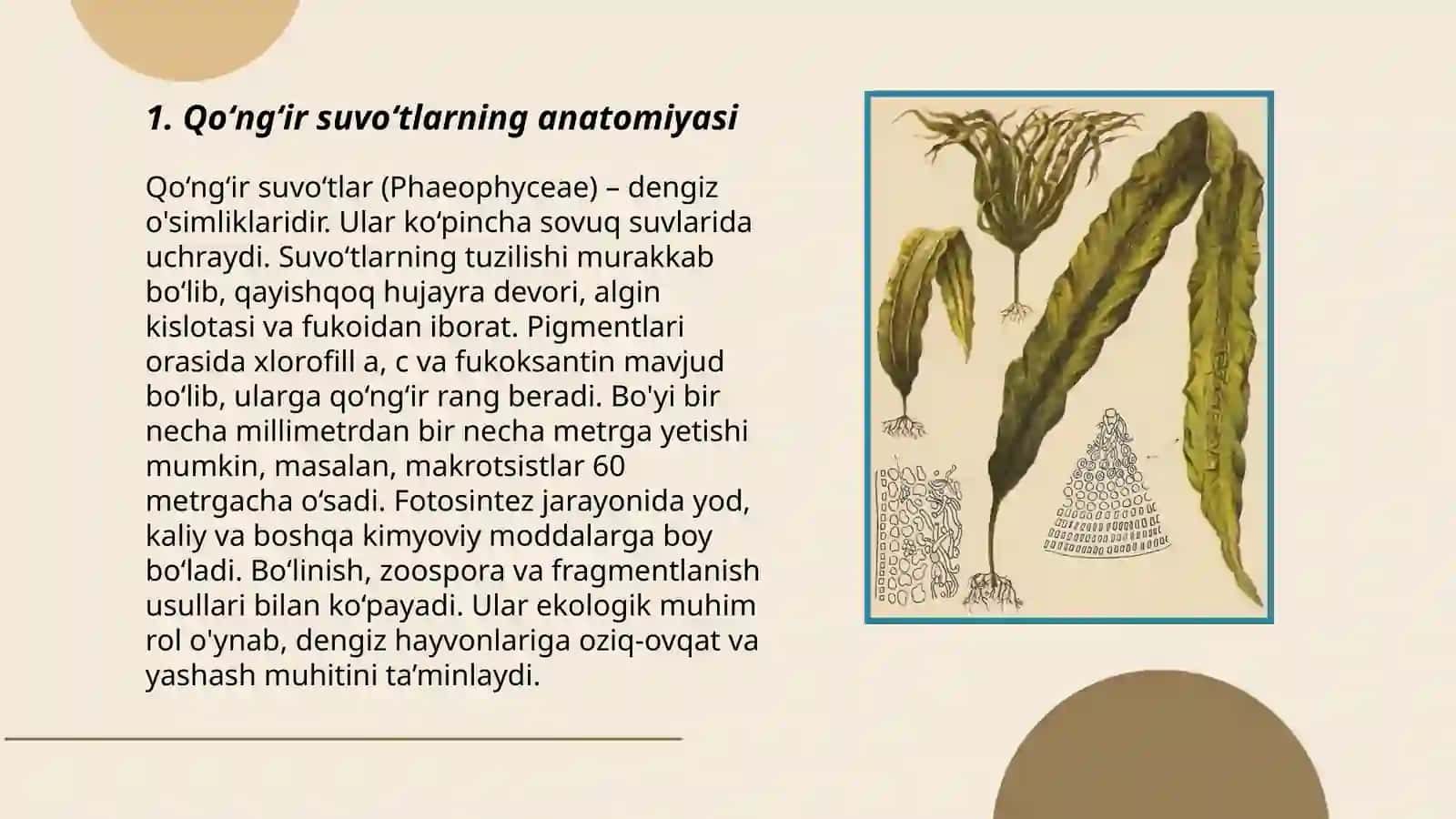 Qoʻngʻir suvoʻtlar anatomiyasi 3