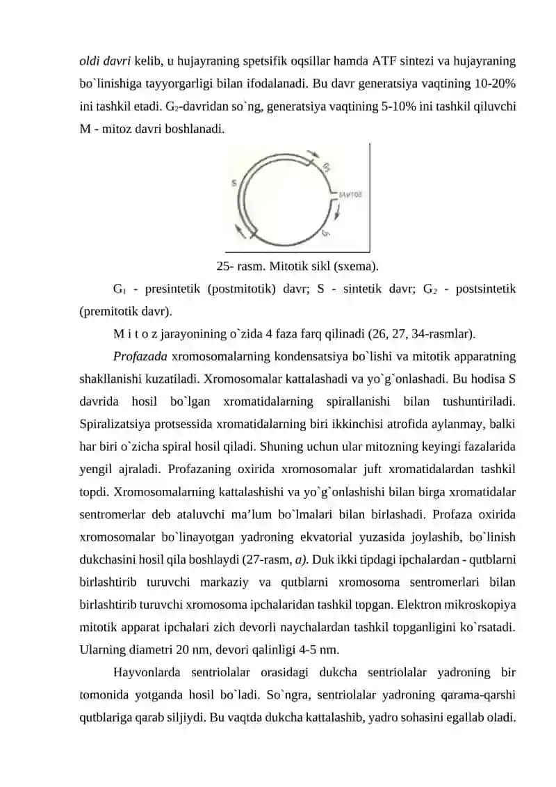 Hujayraning bo'linishi 3