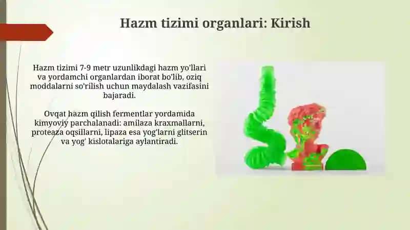 Hazm tizimi a'zolari 3