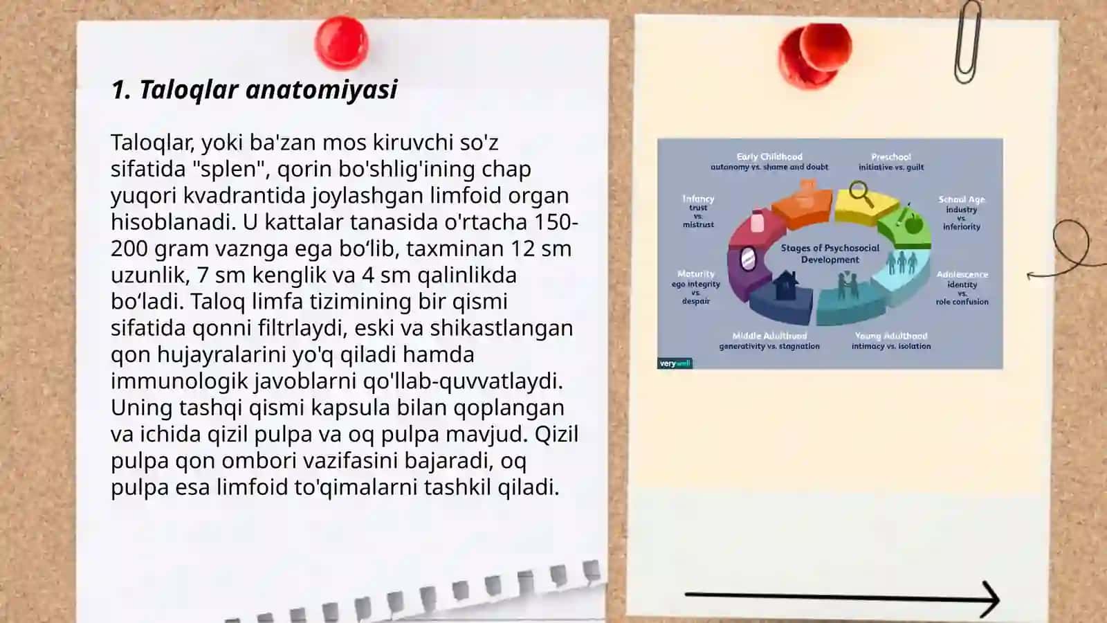 Taloq rivojlanishi va strukturaviy xususiyatlari 3