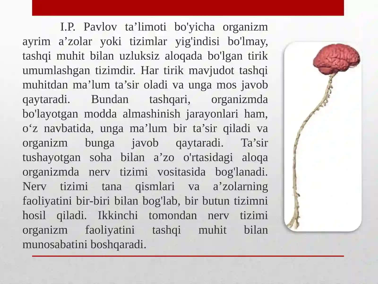 Nerv sistemasining tuzilishi mavzusida 3