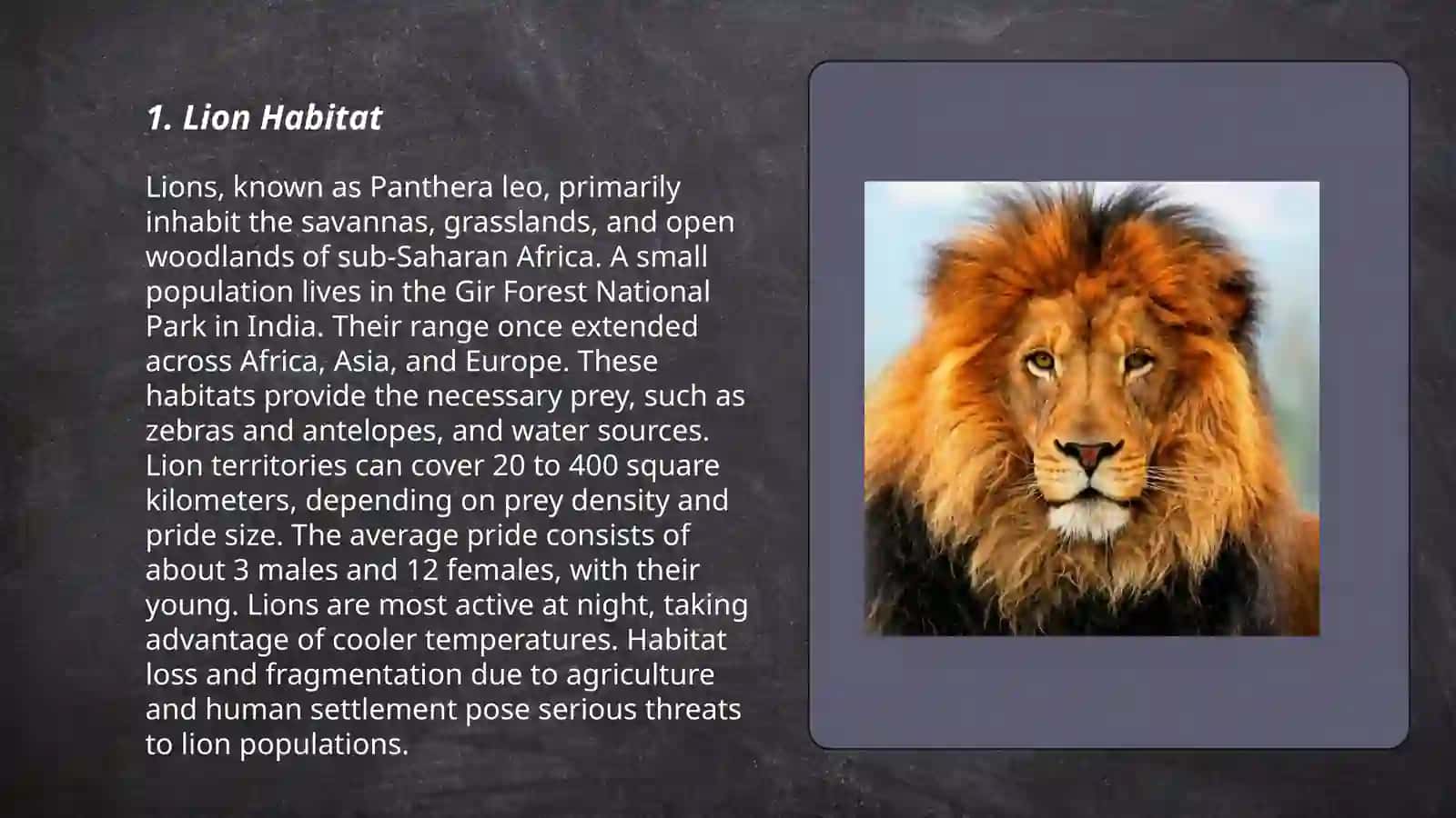 Lion 3