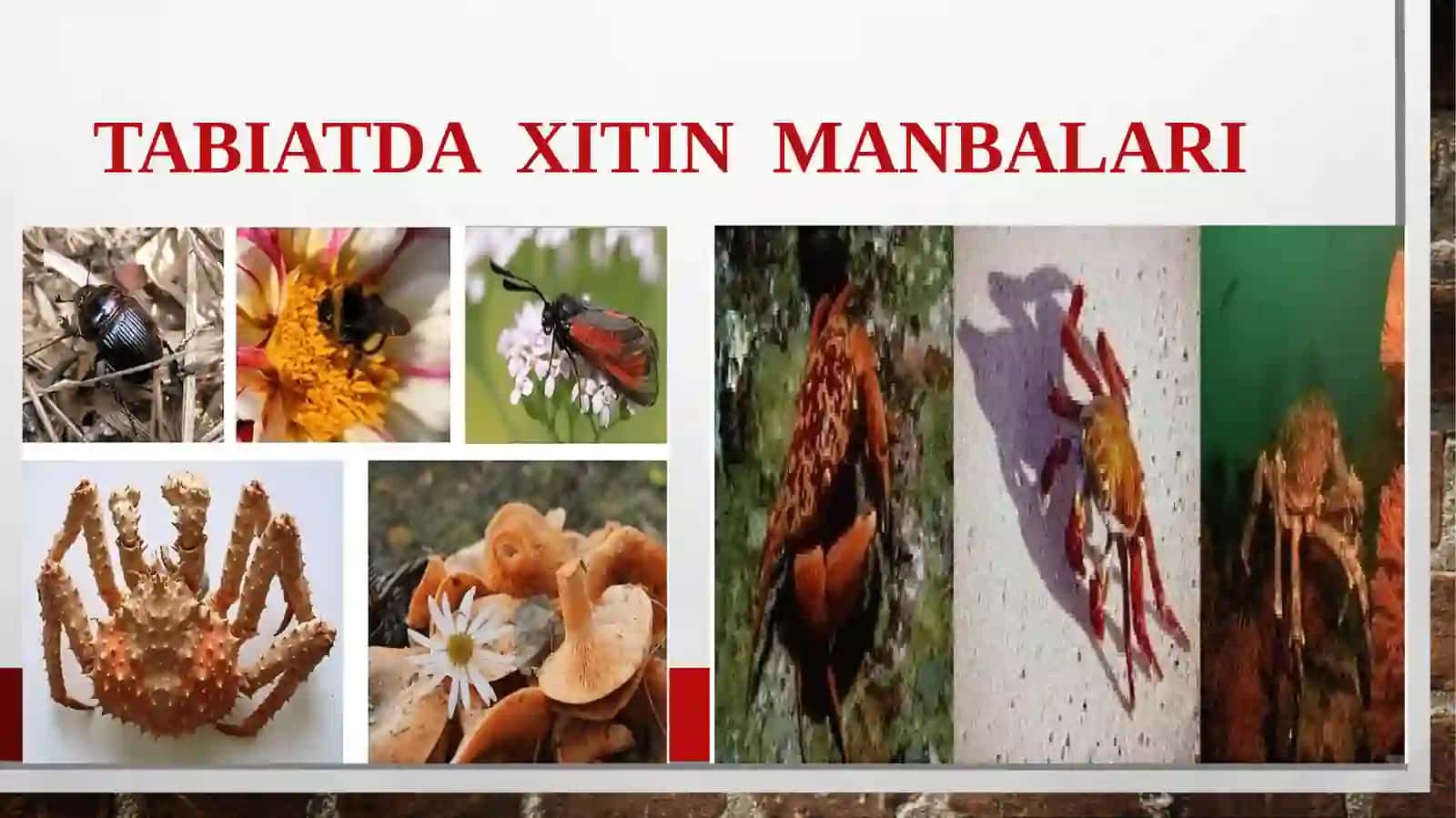 Aralash matolarni yarim uzluksiz usul bilan bo'yash jarayonida xitozandan foydalanish 3