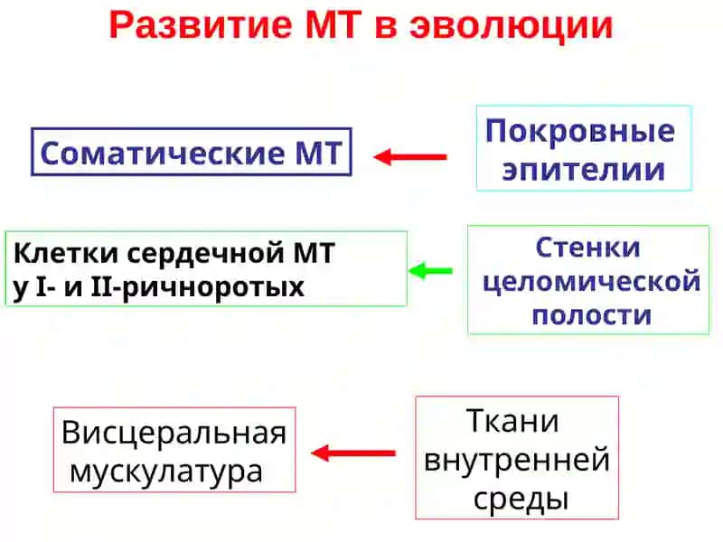 МЫШЕЧНАЯ ТКАНЬ 3