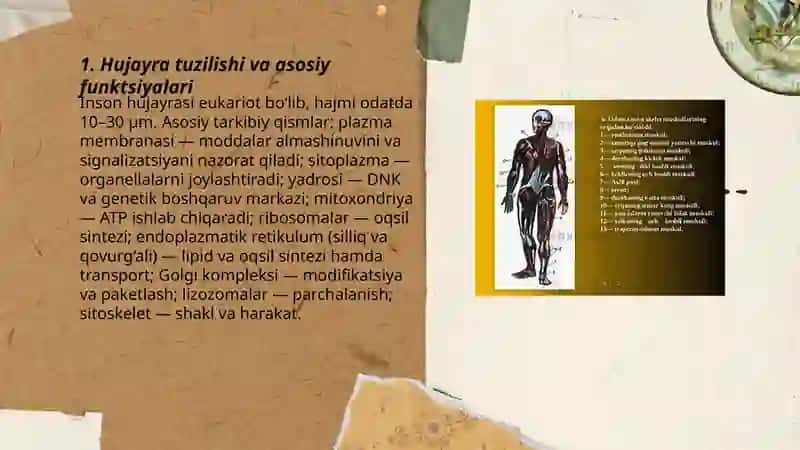 Odam tana qismlqri tuzilishi va funksiyalari. Hujayra to‘qima organ va organlar sestimasi 3