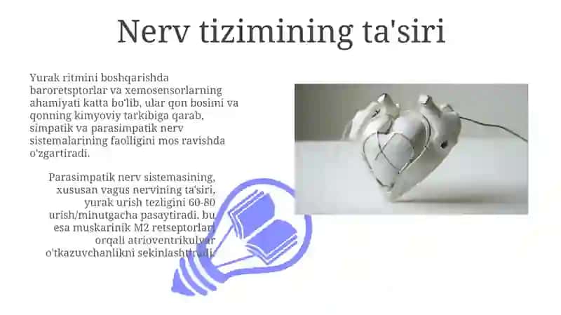Yurak avtomatiyasining boshqarilishi 3