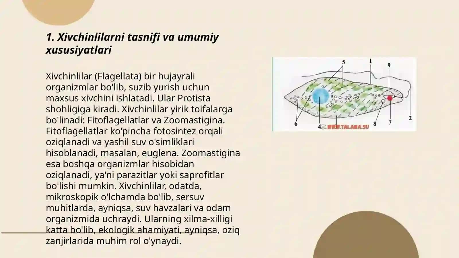 Kasallik qoʻzgʻatuvchi (patogen ) xivchinlilar va ularning inson hayotidagi roli 3