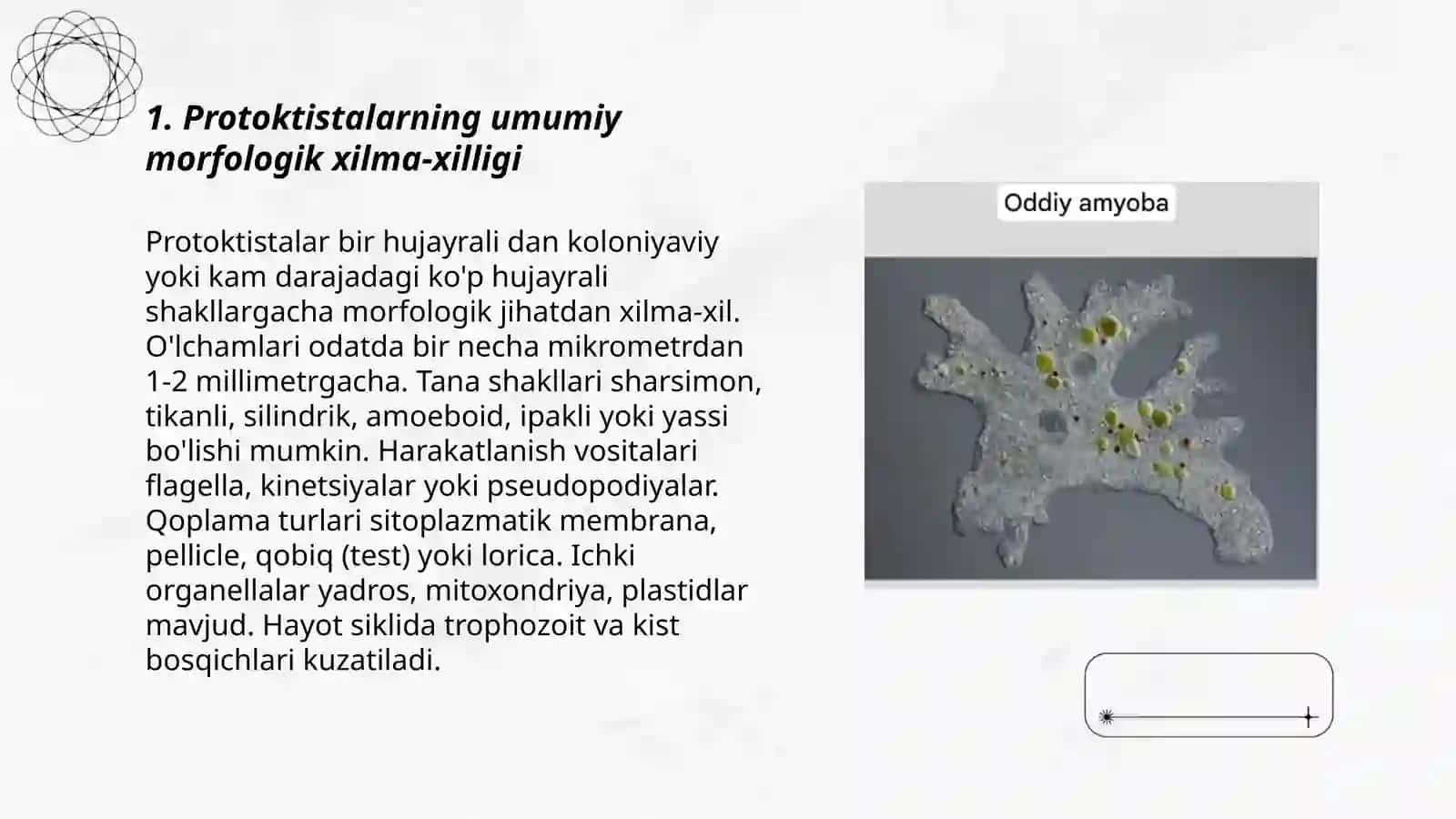 Protoktistalarning xilma xilligi va morfologiyasini o'rganish 3