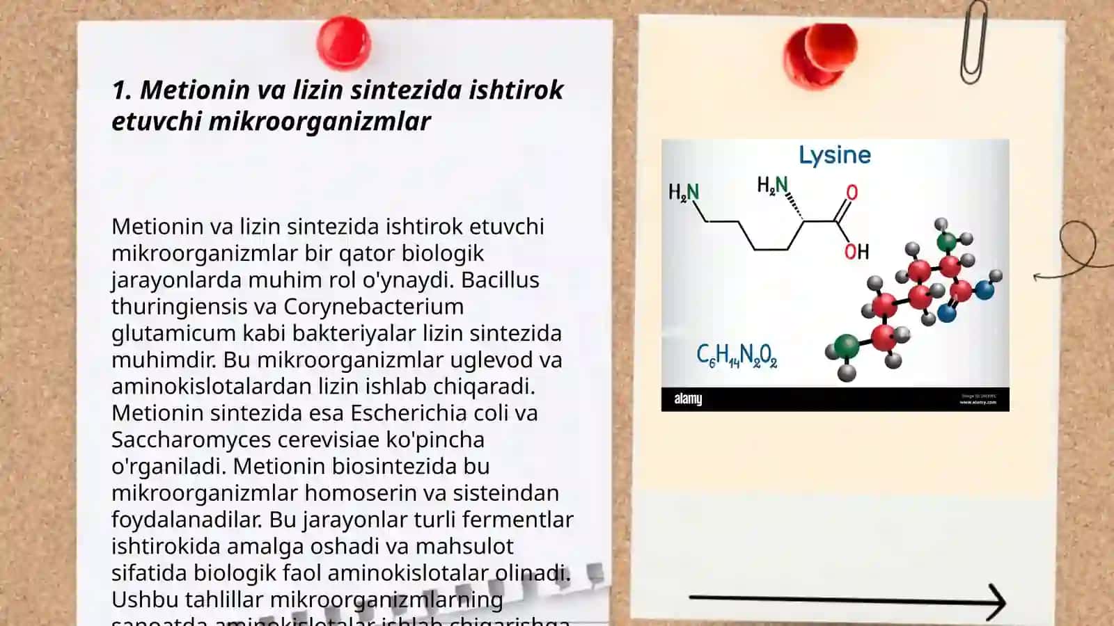 Metionin va lizin sintez qiluvchi mikroorganizmlar 3