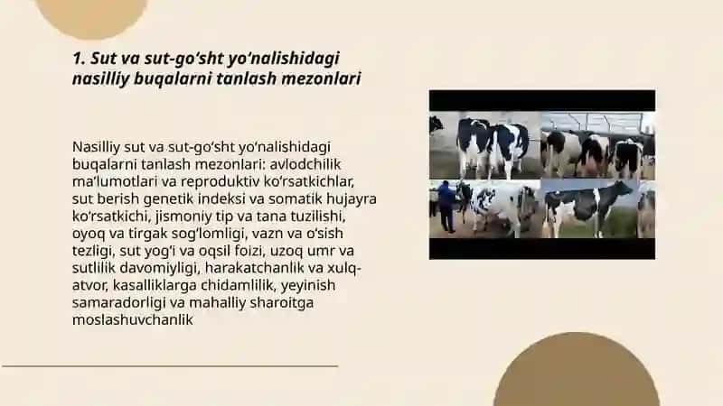 Sut va sut goʻsht yoʻnalishidagi nasilliy buqalar 3
