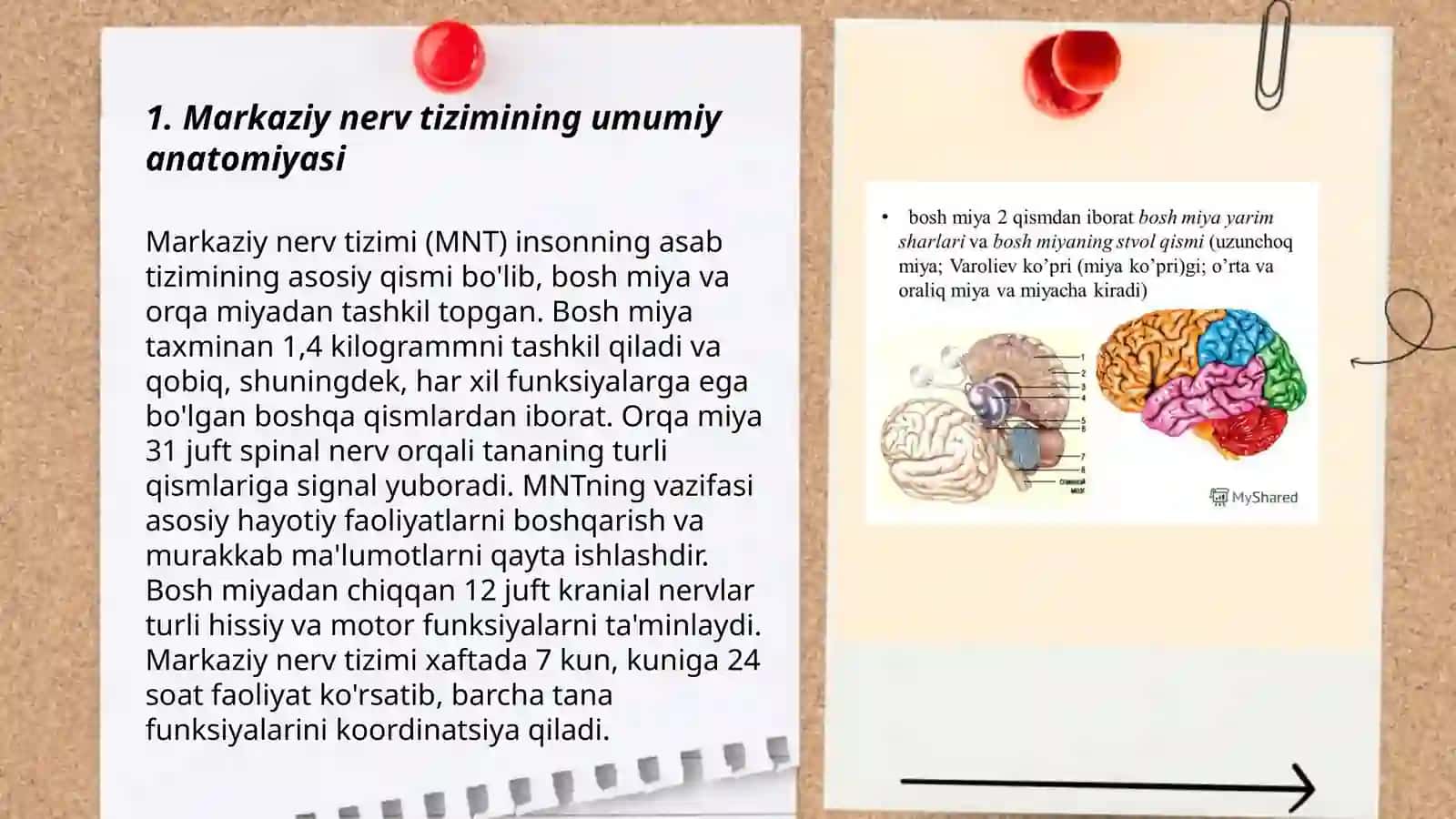 Markaziy nerv tizimining funksianal anatomiyasi. Orqa miya va orqa miya pardalari uning yoshga doir xususiyatlari. Bosh miyyaning umumiy ko‘rinishi. Bosh miyaning asosi 12 juft Bosh miya nerflarining chiqish joylari. Bosh miya pardalari 3