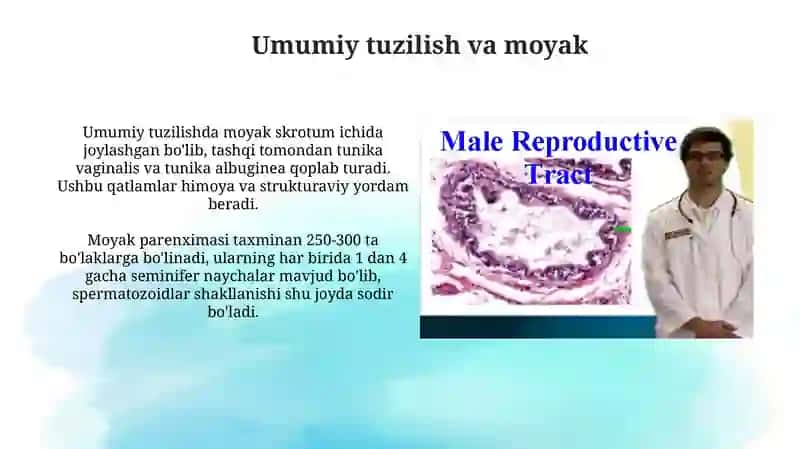 Erkaklar jinsiy sistemasi gistologiyasi 3