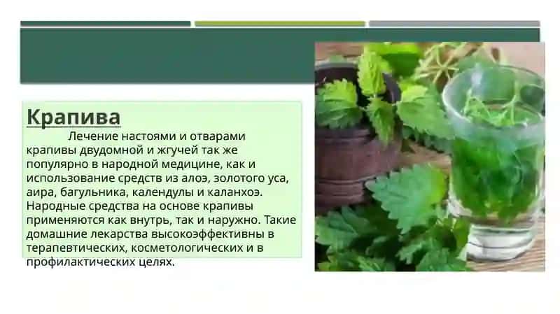 Лекарственные растения Узбекистана 3