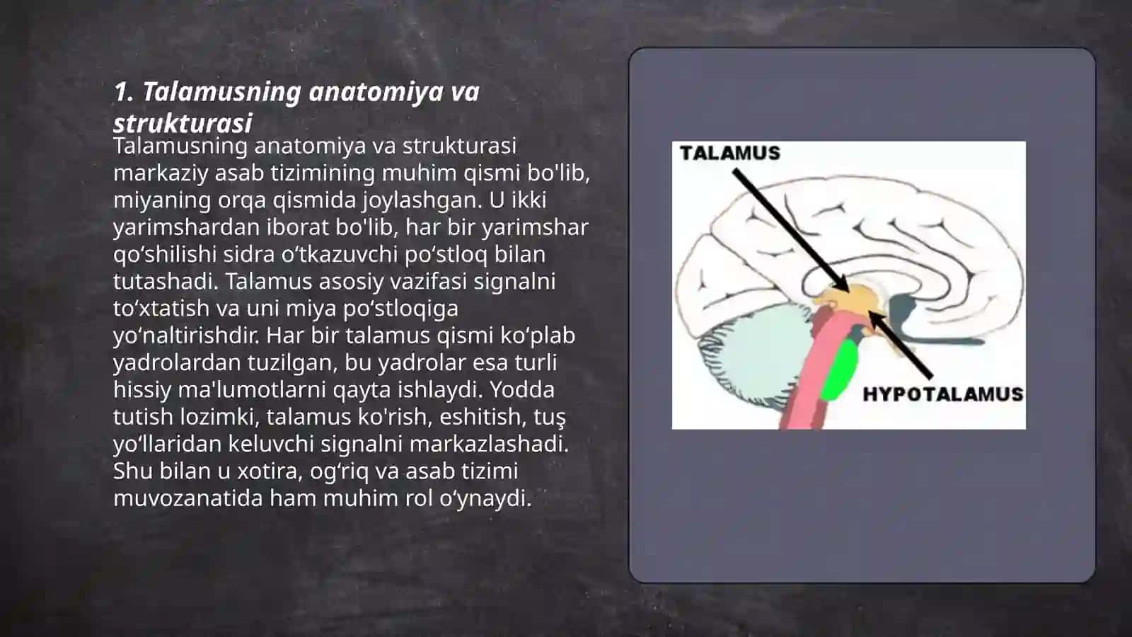 Talamus qismlari va ularning klinik ahamiyati 3