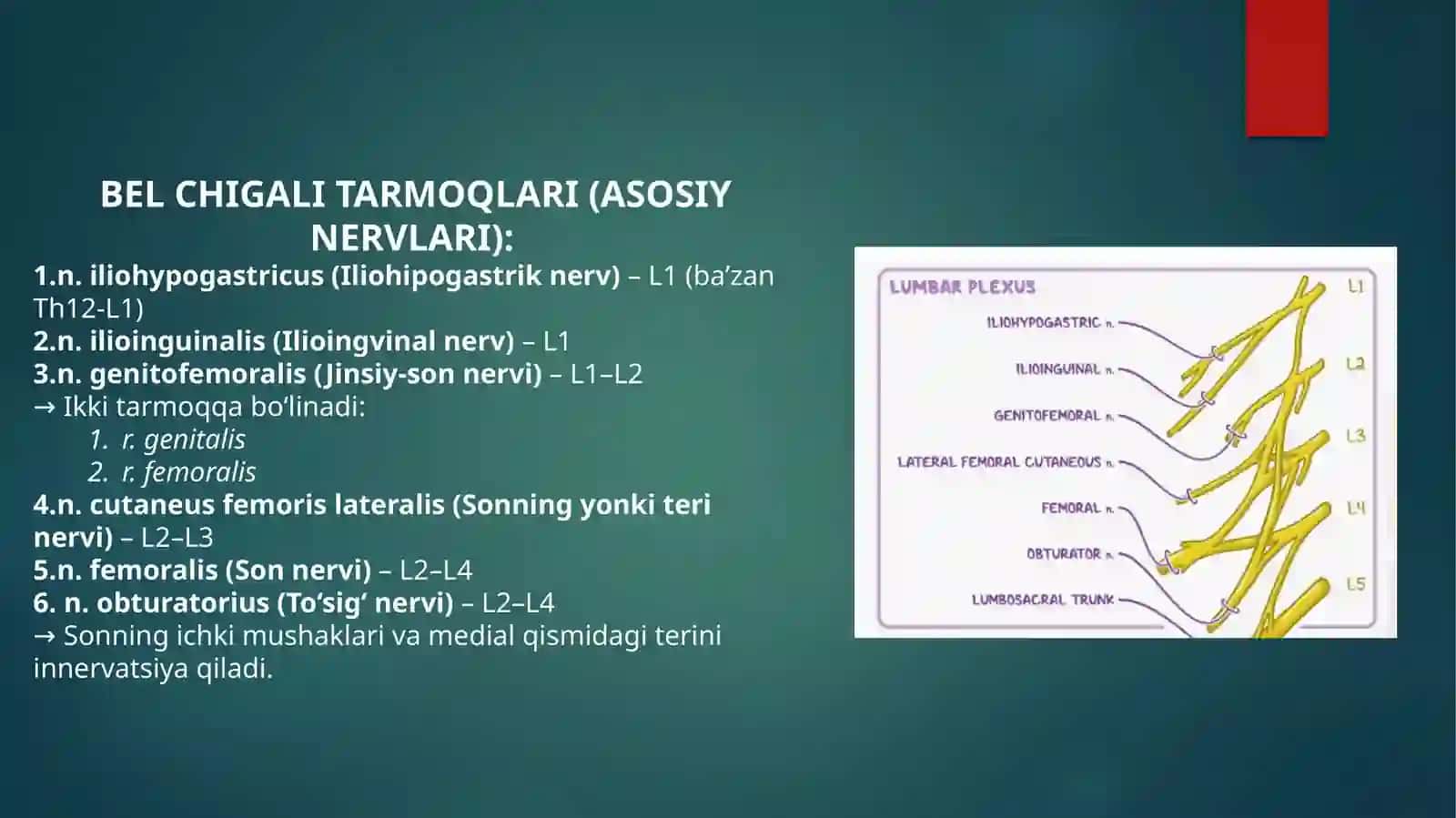 Bel chigali. Dumg’aza chigalining hosil bo’lishi va uning shoxlari. Oyoq terisining innervatsiyasi 3