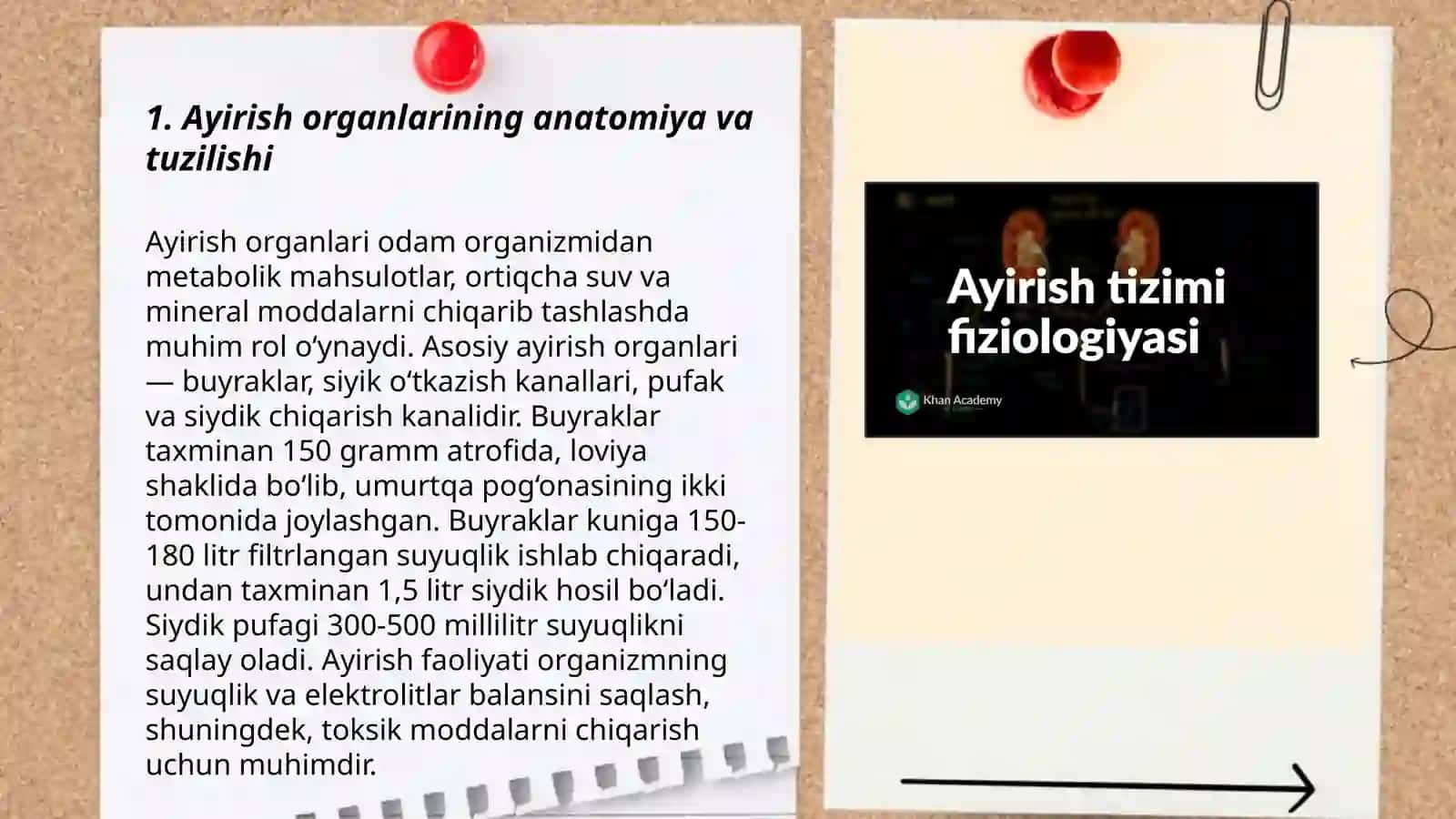 Ayirish organlarining fiziologiyasi 3