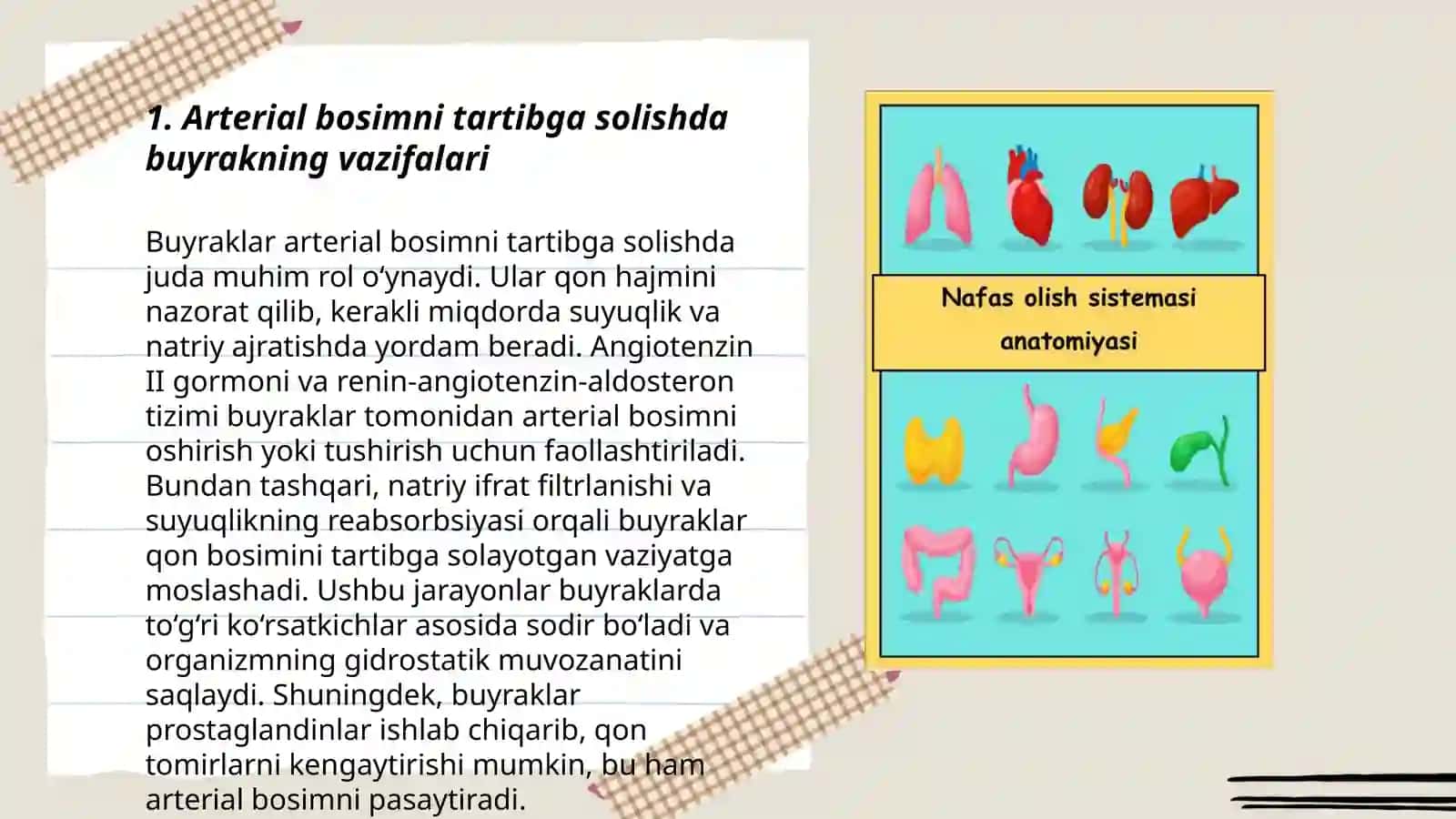 Arterial bosimining boshqaruvida buyrakning roli 3