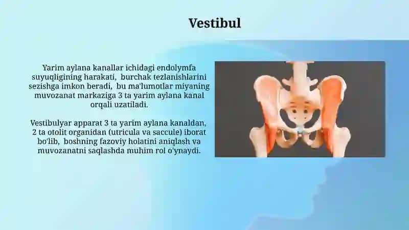 Vestibulyar analizatorlar fiziologik anatomik tuzilishi 3
