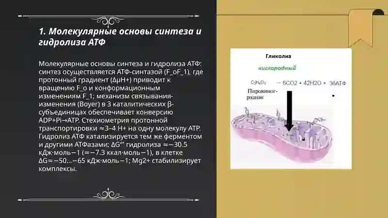 Образование и потребление энергии в процессе метаболизма 3