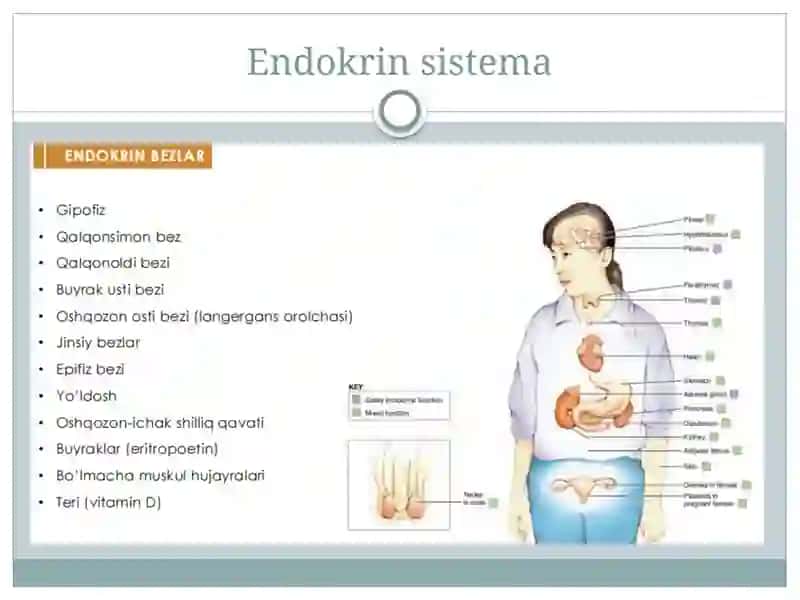 Ichki sekretsiya bezlari fiziologiyasi 3