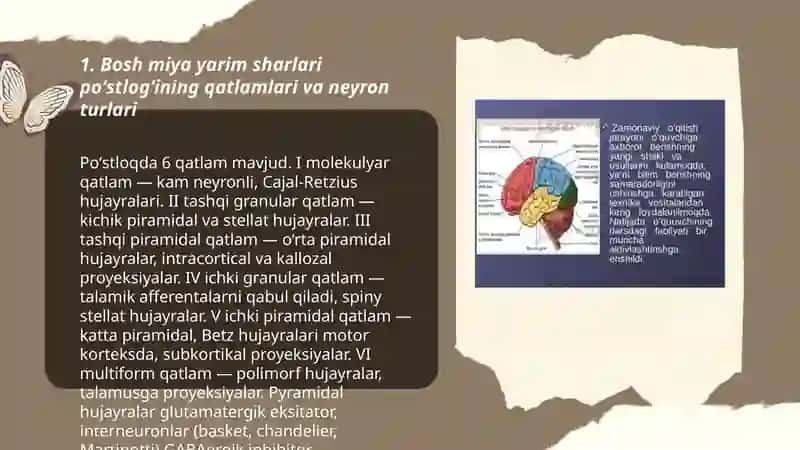 Bosh miya yarim sharlari poʻstlogʻi fiziologiyasi 3