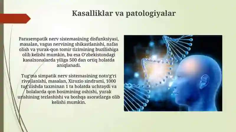 Simpatik va parasimpatik nerv tizimi Ontagenezda rivojlanishi 3