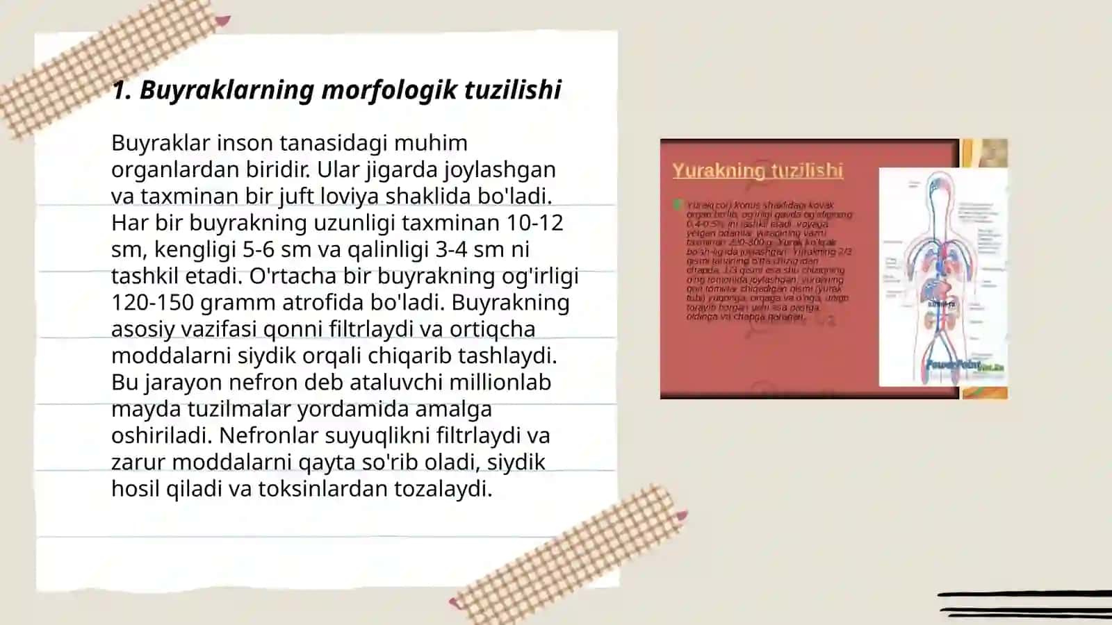 Buyrakning yukstaglomerulyar apparati sitofiziologiyasi 3