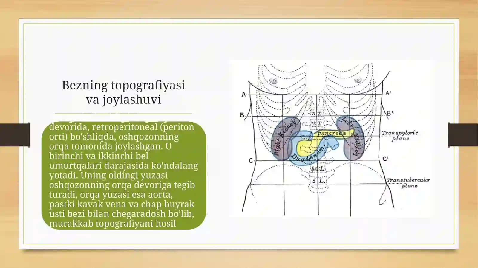 Oshqozon osti bezining tuzilishi, taraqqiyoti va vazifalari/anatomiya 3