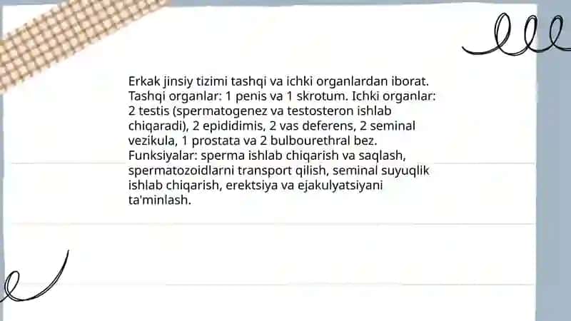Erkaklar jinsiy tizimi 3