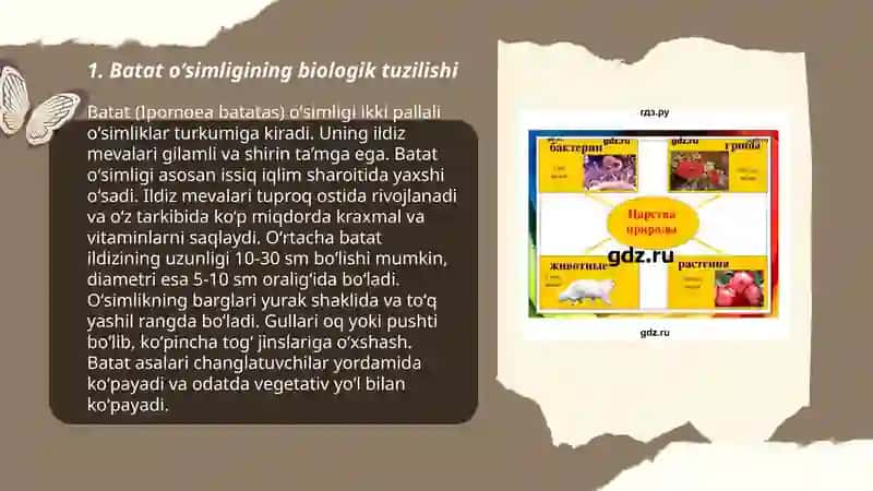 Batat oʻsimligi morfologiyasi va biologiyasi yetishtirish texnologiyasi 3