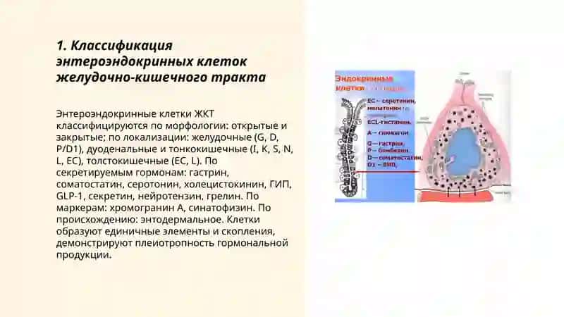 Эндокринные клетки Желудочно Кишечного Тракта 3