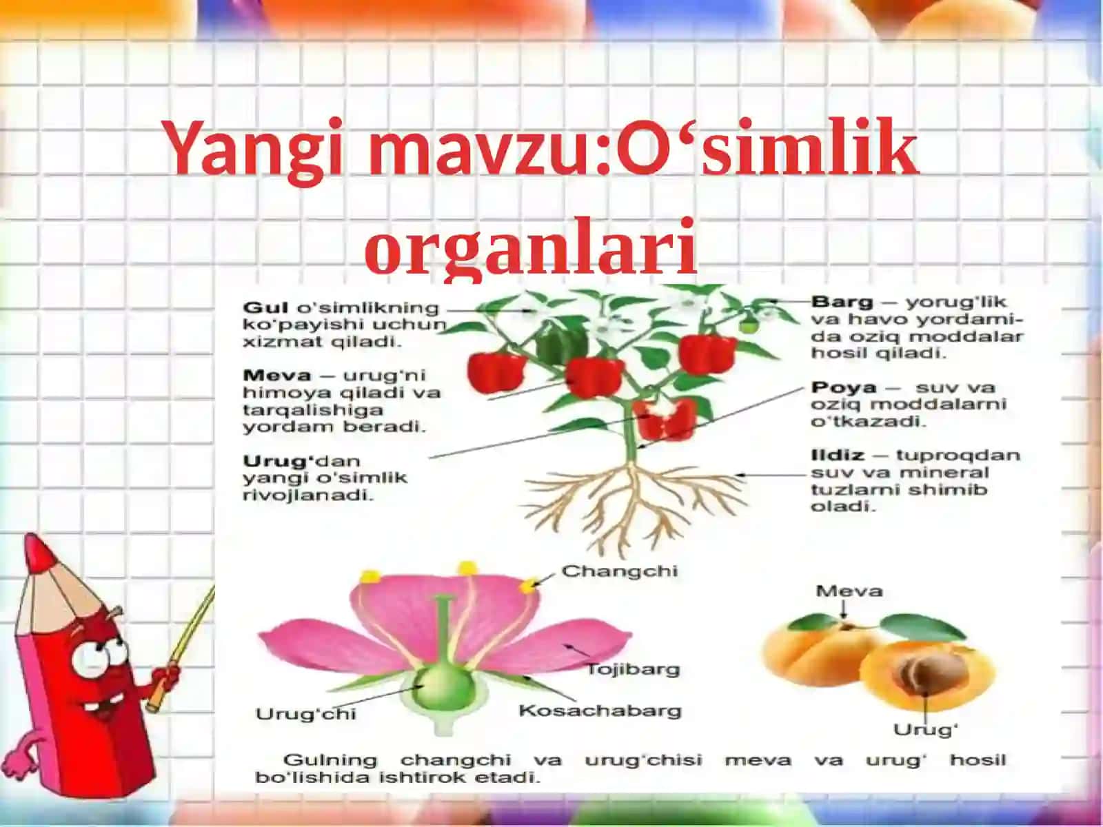 Oʻsimlik organlari 3