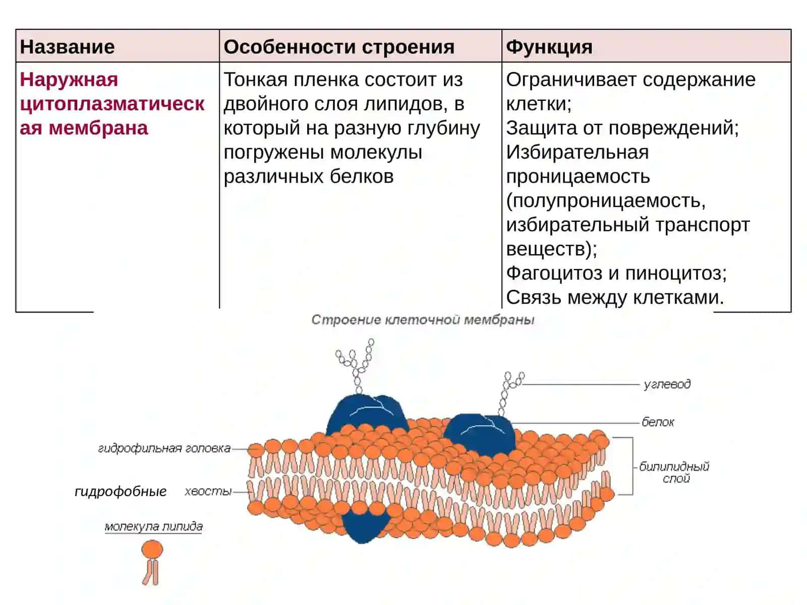 Многообразие клеток.Строение эукариотических клеток 3