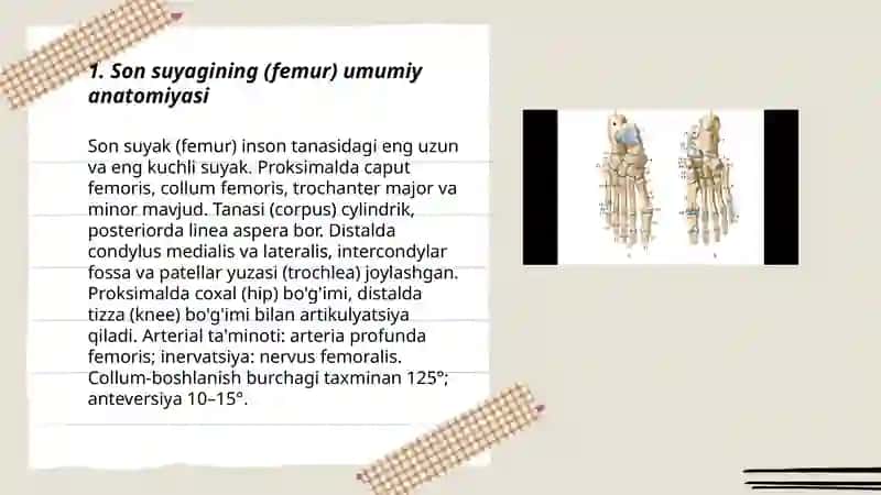 Son boldir, Oyoq kaft usti suyaklarining anatomiyasi 3