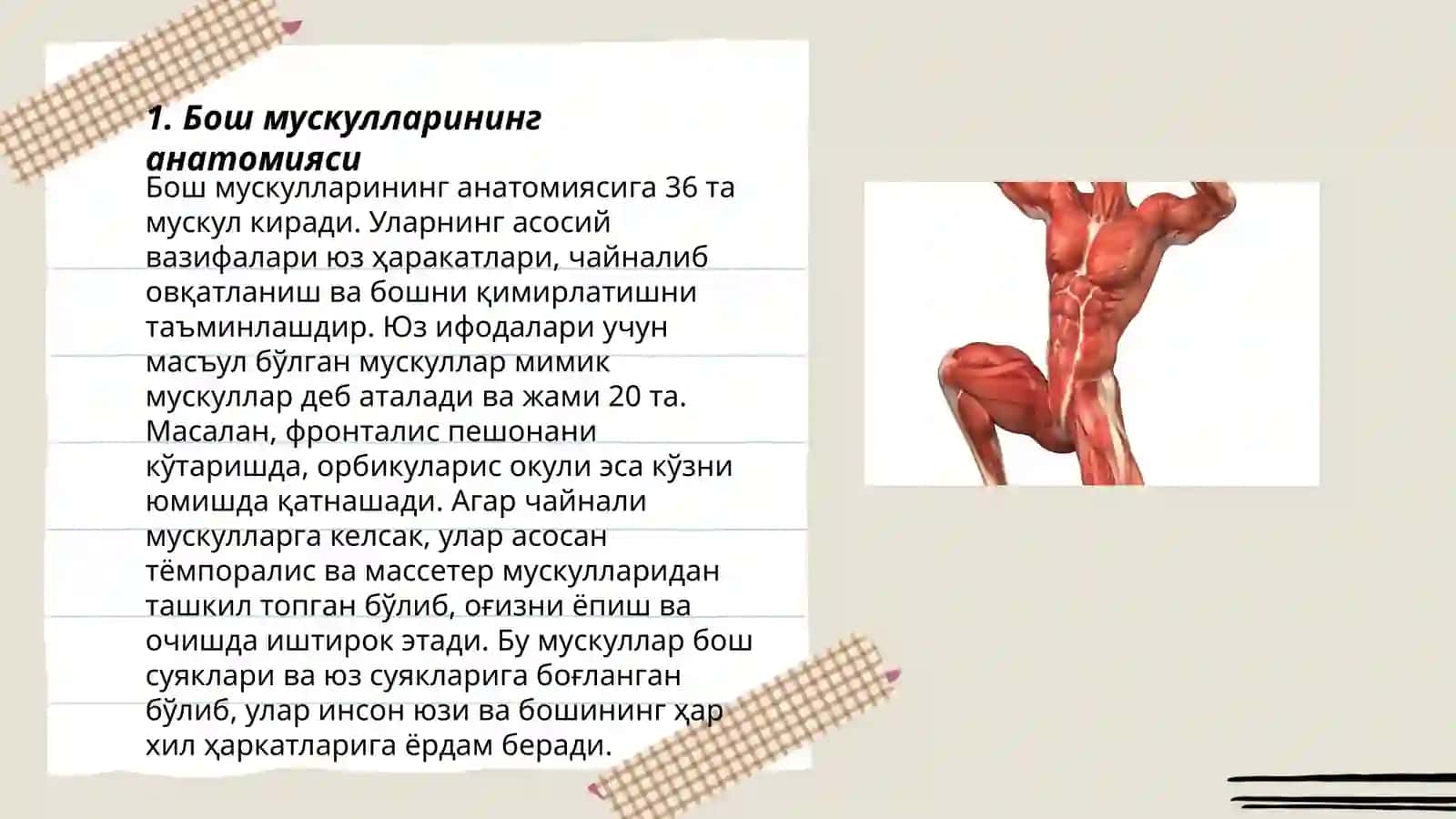 Бош мускуллари 3