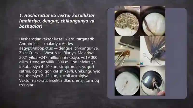 Hasharotlarning tibbiyotdagi ahamiyati 3