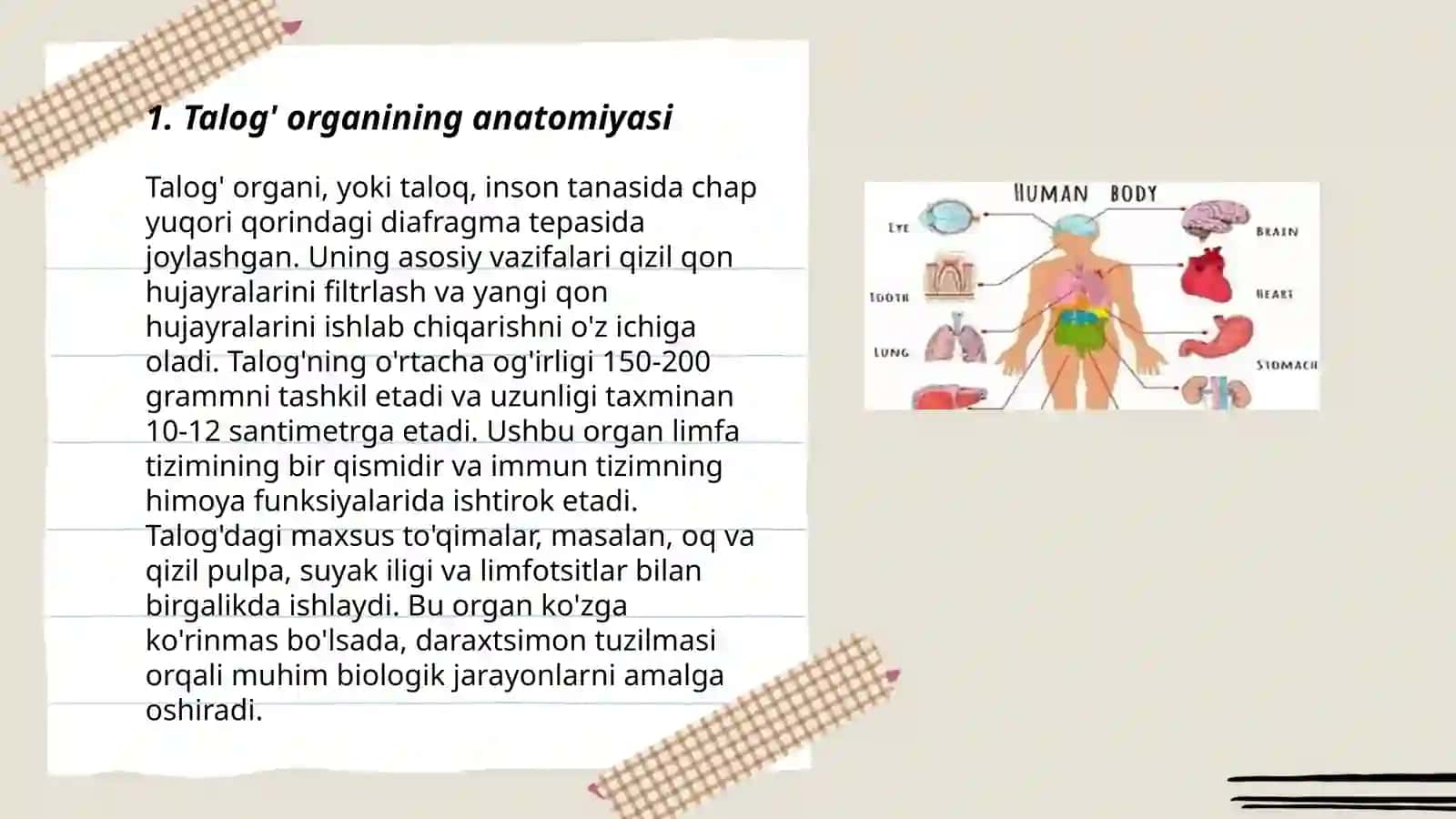 Talog' organi va uning fiziologik xususiyatlari 3