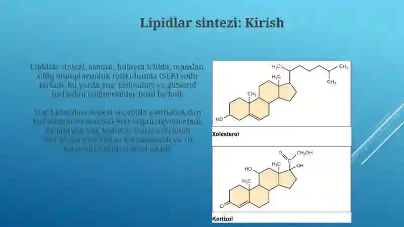 Lipid sintezi va transporti. Fosfolipidlarning yangilanishi 3