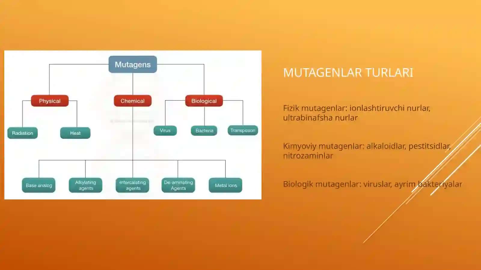 Organizmning mutagenta'sirgachidamliligi. Tomas Morganning xromosoman nazariyasi. Jins genetikasi 3