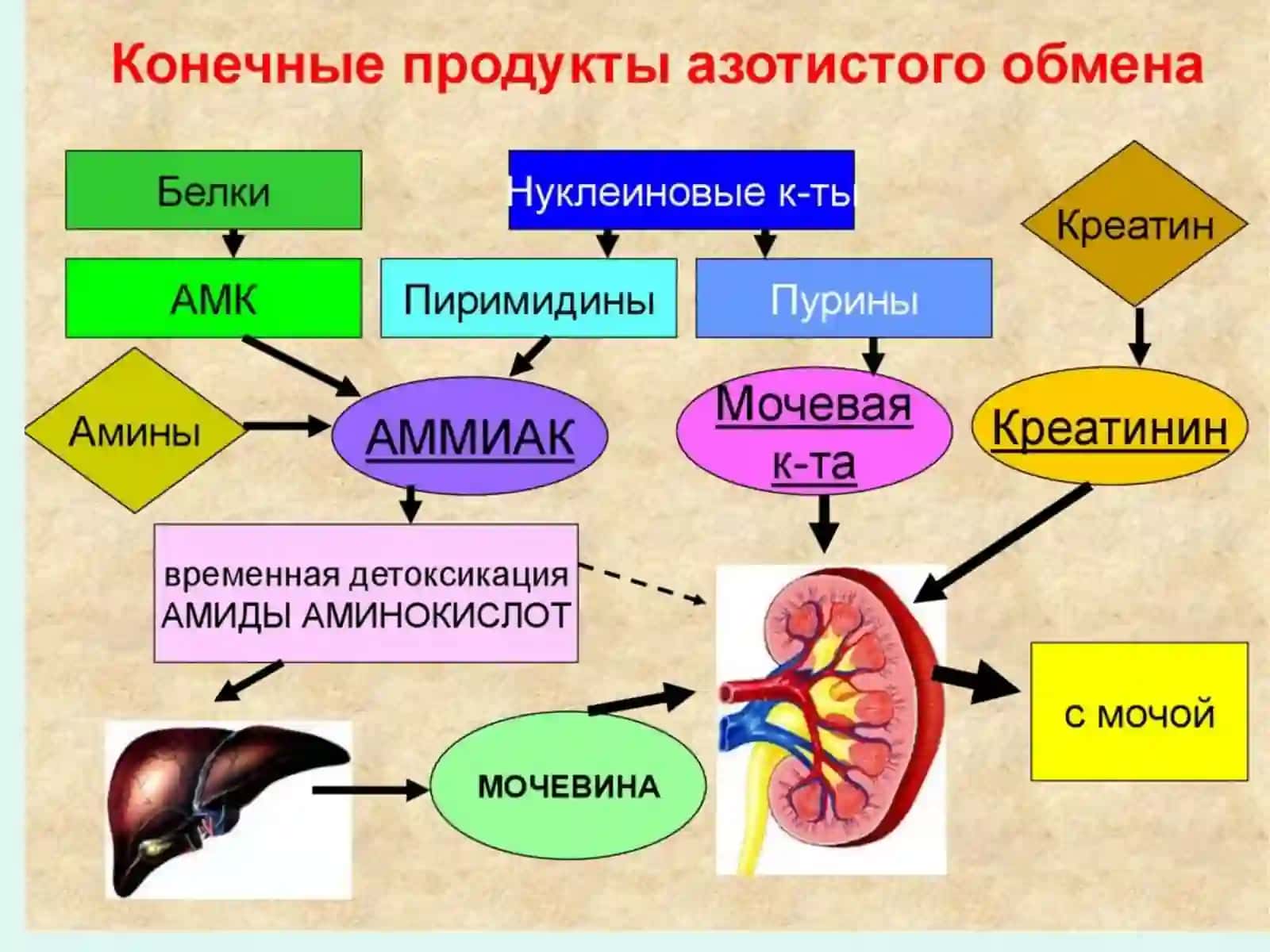Пути обезвреживания аммиака 3