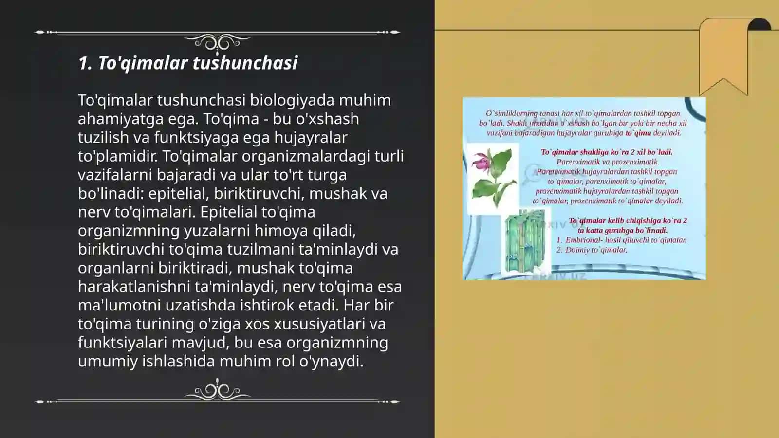 To'qimalar haqida umumiy tushincha va klassifikatsiyasi 3