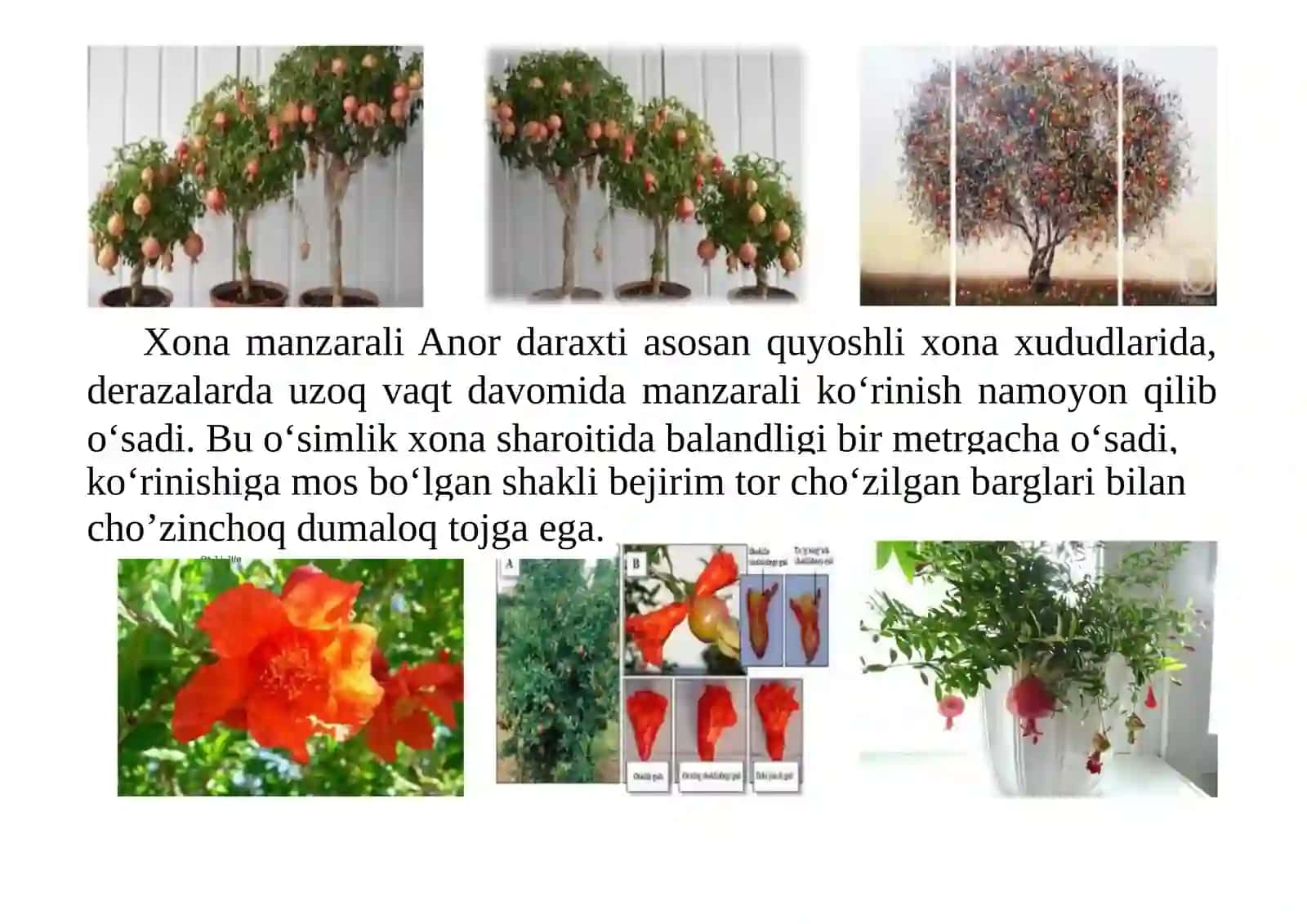 Anor,Forzitsiya, Siren,Qormevalibuta(Snejnoyagodnik),Gibiskus,Veygelaturkumlari 3