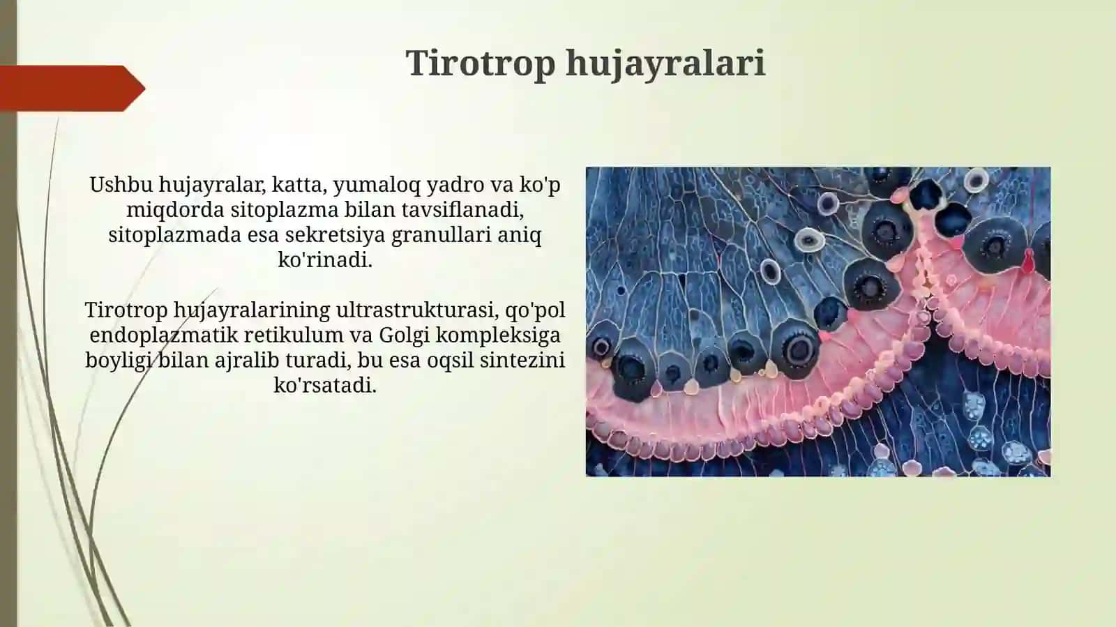 Markaziy va endokrin sistema Gipofiz bezi gistologik tuzilishi 3