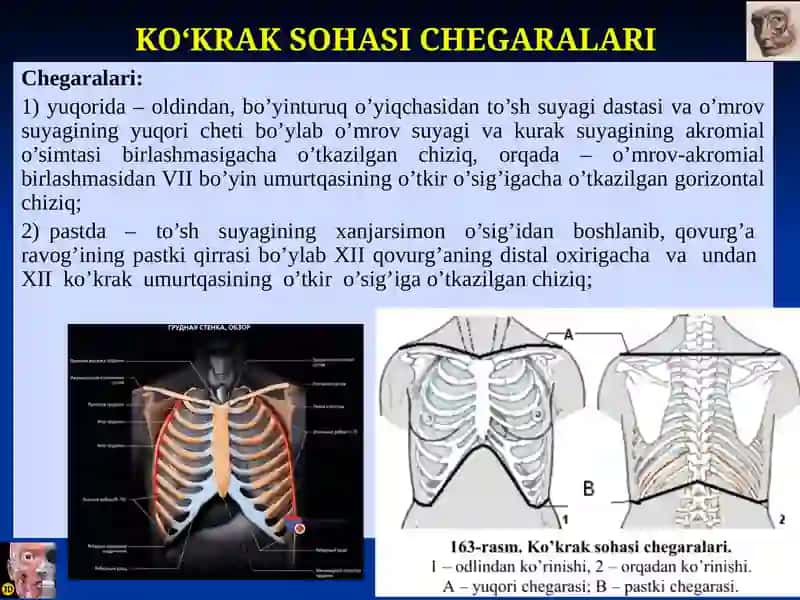 Ko‘krak sohasining klinik anatomiyasi: qavatlari, kletchatka bo‘shliqlari, qovurg‘alararo bo‘shliqlar, sut bezi va diafragmaning topografiyasi.MASTITLAR 3